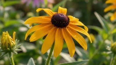 Black-Eyed Susan