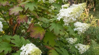 Native Shrub