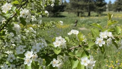 Native Shrub