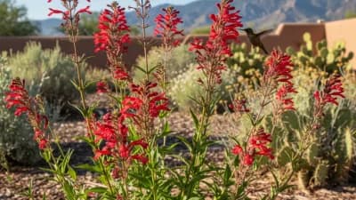 Scarlet Bugler