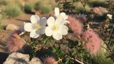 Apache Plume