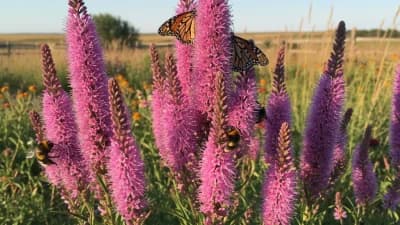 Prairie Blazing Star