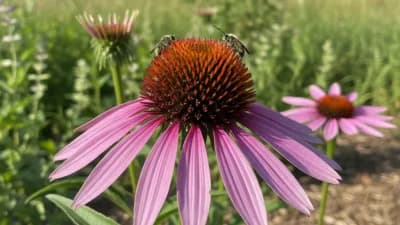 Purple Coneflower