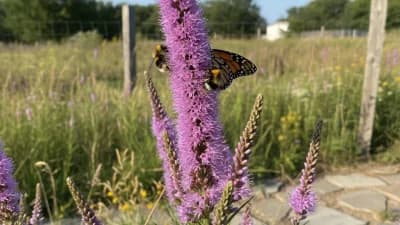 Prairie Blazing Star