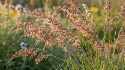 Sideoats Grama
