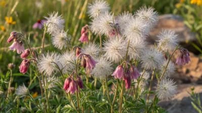Prairie Smoke