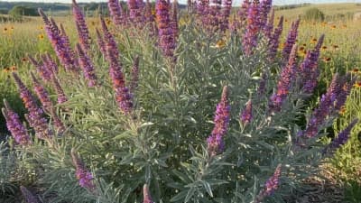 Leadplant