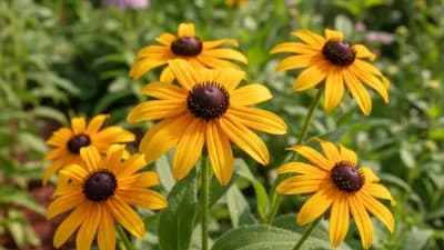 Black-Eyed Susan