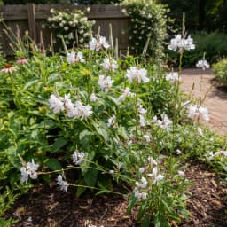 Gaura