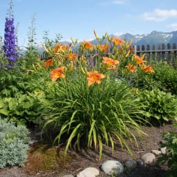 Daylily