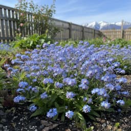 Forget-Me-Not