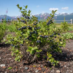 Huckleberry