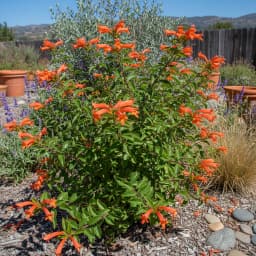 Mexican Honeysuckle