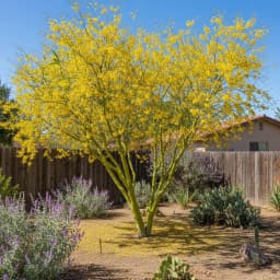 Palo Verde