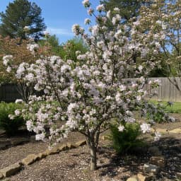 Apple Blossom