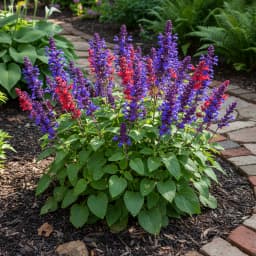Salvia
