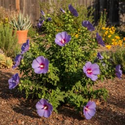 Blue Hibiscus