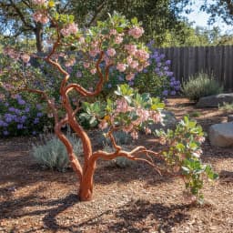 Manzanita