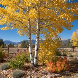 Aspen