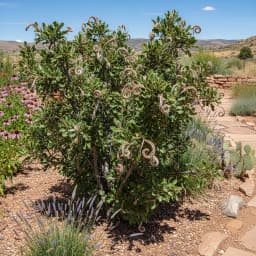 Mountain Mahogany