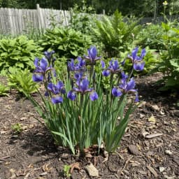 Siberian Iris