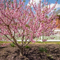 Peach Blossom