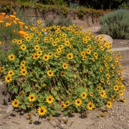 Beach Sunflower