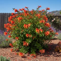 Firebush