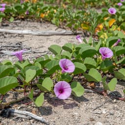 Railroad Vine