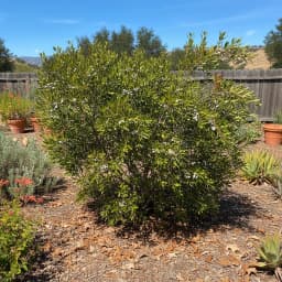 Wax Myrtle