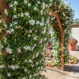 Confederate Jasmine