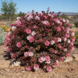 Loropetalum