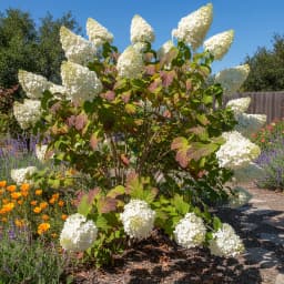 Oakleaf Hydrangea