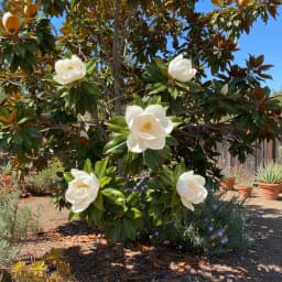 Southern Magnolia