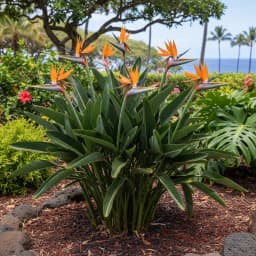 Bird of Paradise