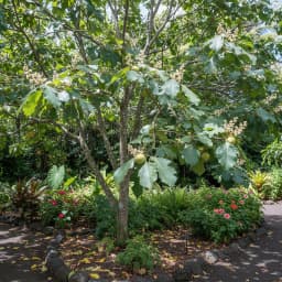 Kukui Nut Tree