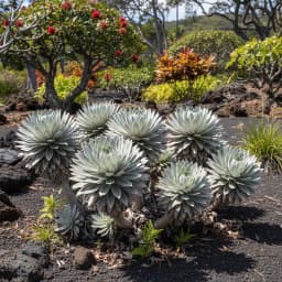 Silversword