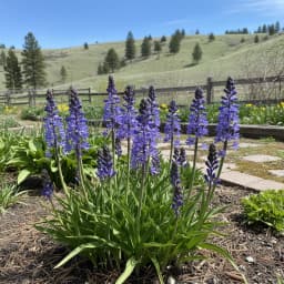Camassia