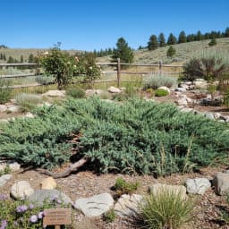 Juniper