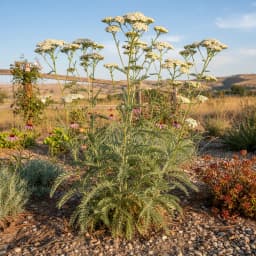 Yarrow