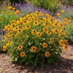 Black-Eyed Susan