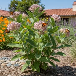 Common Milkweed