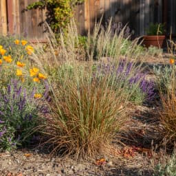 Little Bluestem
