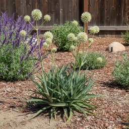 Rattlesnake Master