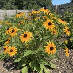 Black-Eyed Susan
