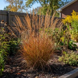 Little Bluestem