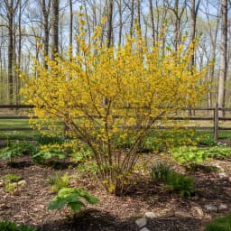 Spicebush