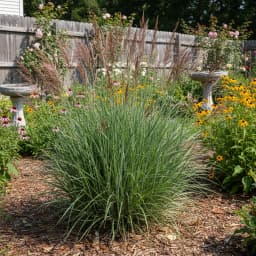 Switchgrass