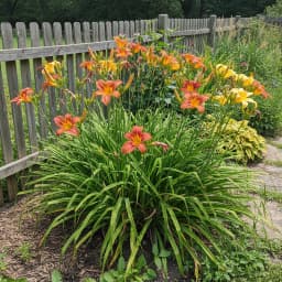 Daylily