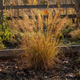 Indian Grass